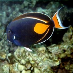 Achilles Tang