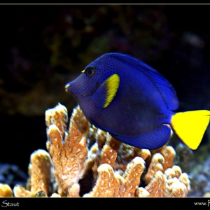 Purple Tang