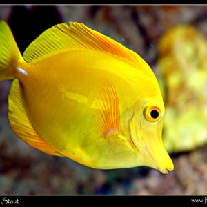 Yellow Tang