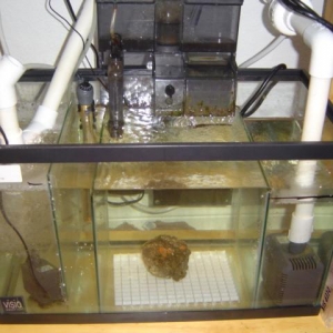 DIY 10G Sump