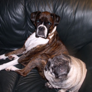 my 2 hounds... rocks(boxer)...monkey(pug)