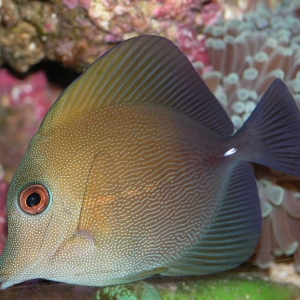 Scopas Tang