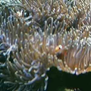 Clowns in anemone