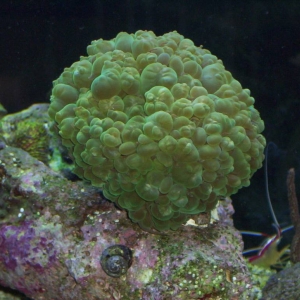 Green Bubble Coral