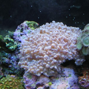 bubblecoral122903