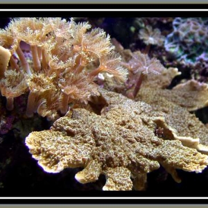 Olive Montipora capricornis