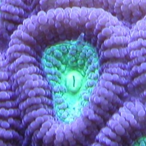 Moon Coral