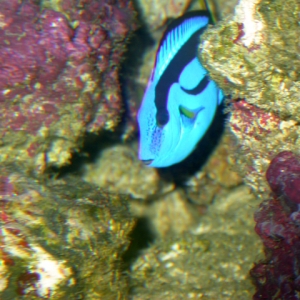 regal tang