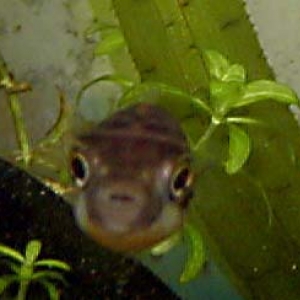 Dwarf puffer