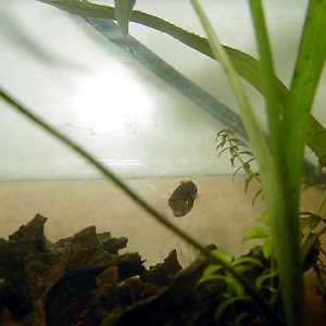 Dwarf Puffer 2