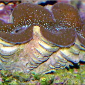 Clam 1