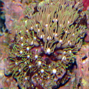 Green Star Polyps