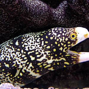 Snowflake Moray Eel