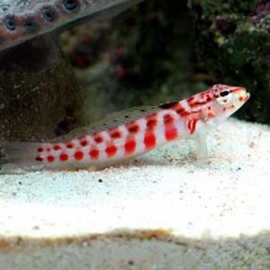 Red Spotted Sand Perch