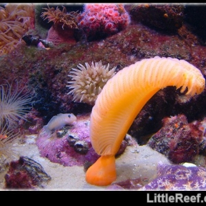 Sea pen at the NEAQ