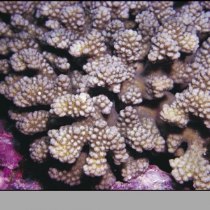 Pocillopora kelleheri