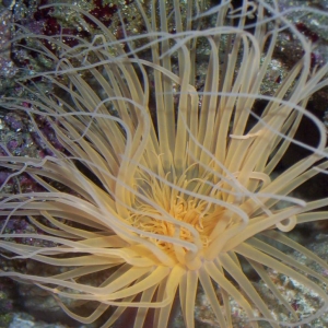 Pink Tube Anemone