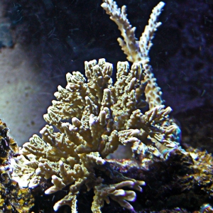 Elkhorn Montipora Frag