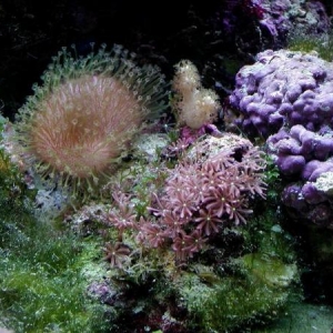 Bryopsis algae