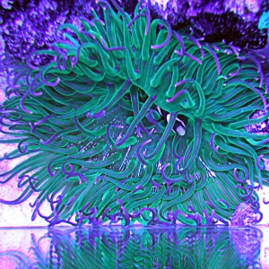 LTA or Long Tentical Anemone