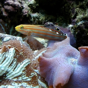 amblygobius reinfordi