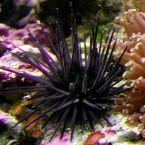 Long-Spined Sea Urchin