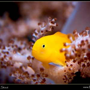 Clown in his favorite coral