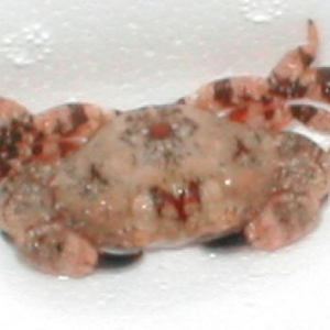 Xanthiid Crab