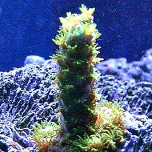 Green Bali frag