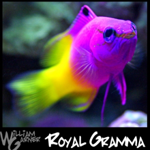 Royal Gramma