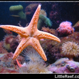 Star at the NEAQ