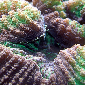 Lobophyllia Close Up