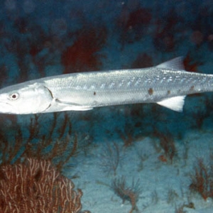 Baracuda