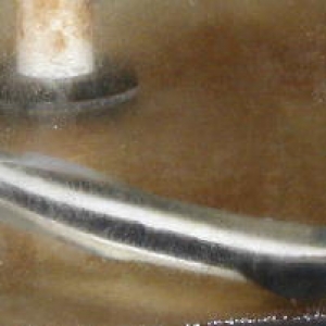 Remora Shark