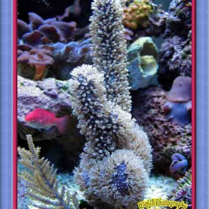 gorgonian