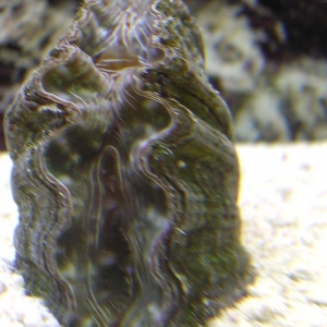 hippopus clam