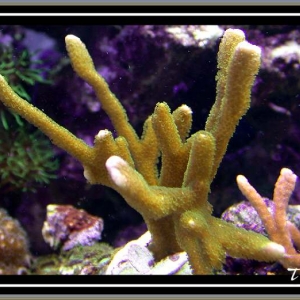 Yellow-Green Montipora digitata