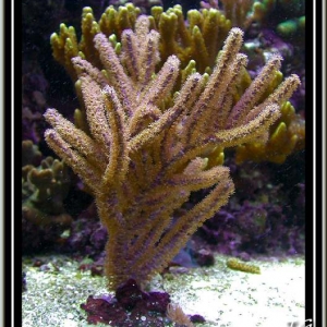 Purple Gorgonian