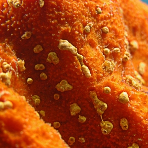 Orange Speckled Sponge