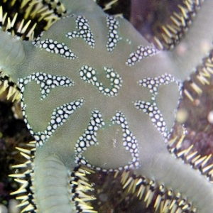 Close up on  Brittle Star