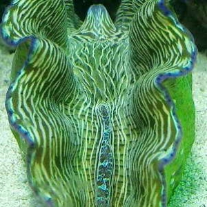 Tridacnid Derasa