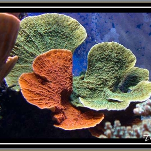 Mixed Montipora cap.