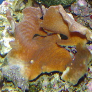 Montipora Capricornis