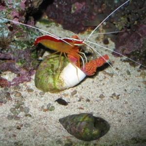 Cleaner Shrimp on Coco Worm