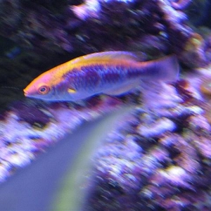 new wrasse ;)