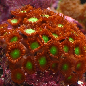 Zooanthid