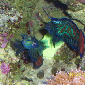 Mandarinfish