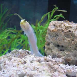 Yellow headed jaw fish from Living Seas WDW