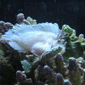 White Frog Fish