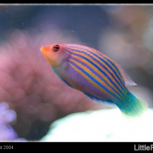 Six Line Wrasse